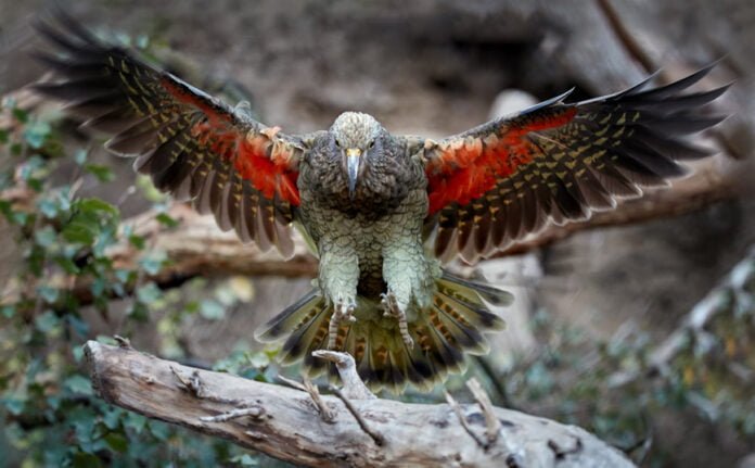 1709979043_parrot.jpg