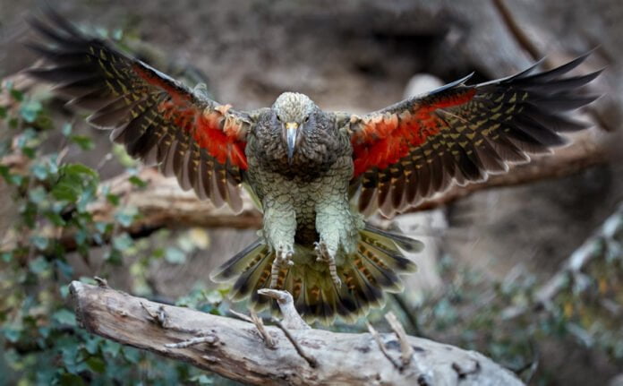 parrot.jpg