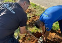 125 νέες βελανιδιές φυτεύτηκαν στις παρυφές της οδού Αγίου Σεβαστιανού στα Άνω Βριλήσσια