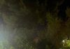 Φιλοθέη-Ψυχικό: Αγώνας κατά του αλευρώδη στα εσπεριδοειδή