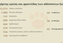 Σταθερή φροντίδα για τα αδέσποτα της πόλης – Νέα δράση στειρώσεων τον Νοέμβριο